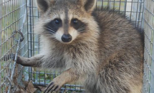 A1 Bed Bug Exterminator Charlotte