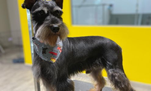 Barks & Bubbles Dog Grooming Studio 101 E Expressway 83 Ste.145, McAllen Texas 78501