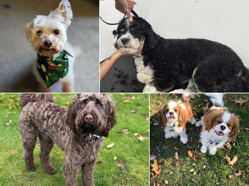 Wicked Awesome Pet Care & Spa