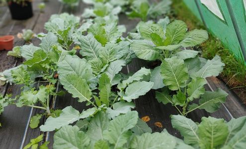 Moore Garden and Farm LLC