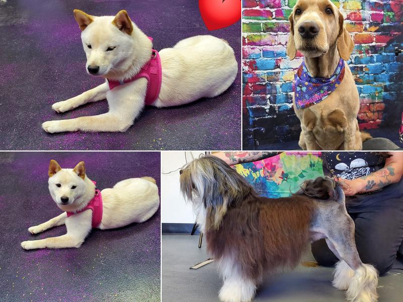 Unleashed - Pet Grooming Salon