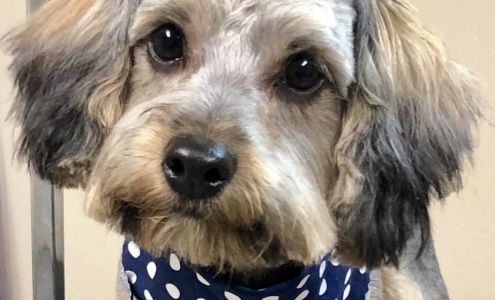 Lollie’s Grooming 807 Overland Trail, Enid Oklahoma 73703