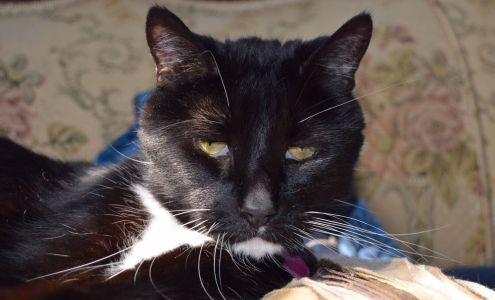 Peaceful Pet Passage: Carney Elizabeth DVM Harrisburg