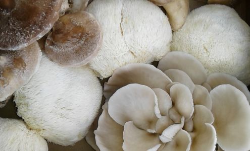 Smiling Earth Mushrooms