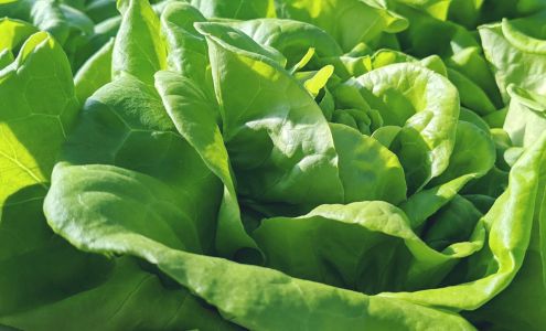 Monteleone Gardens Eldred