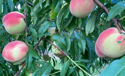 Rich Harvest Orchard ????? Woodstown