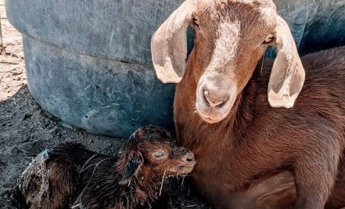 Luna Farms LLC and Enchanted Valley Rescue Petting Zoo Tularosa