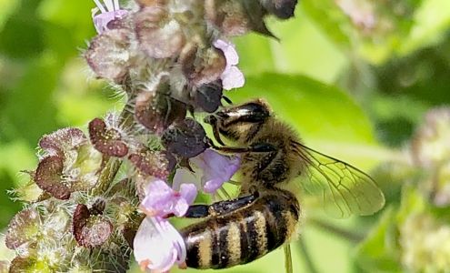 Just Roots/Greenfield Community Farm