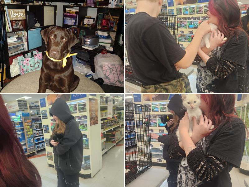 PetSmart Grooming