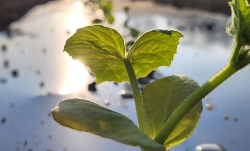 Haffey Family Farm Enon Valley