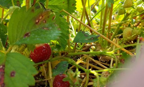 BIXBY Farms Berrien Springs