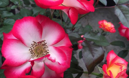 Mid-Coast Growers Bowdoin