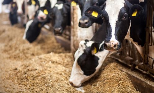 Livestock Feeders Services Inc Holdrege