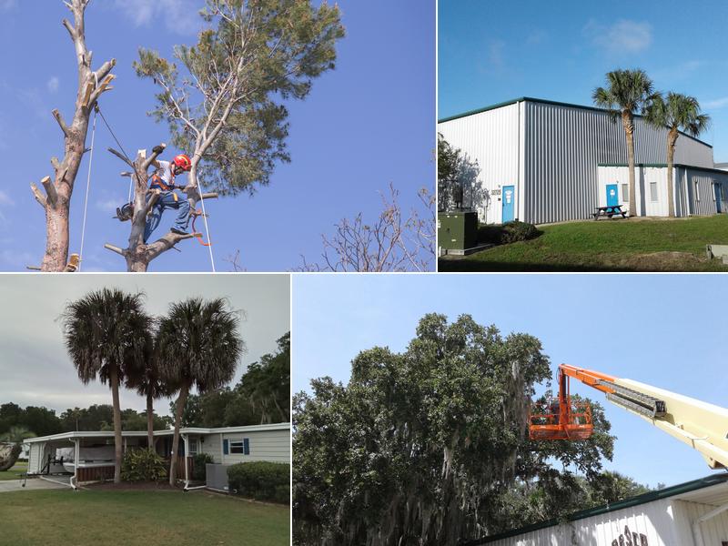 All American Tractor & Tree