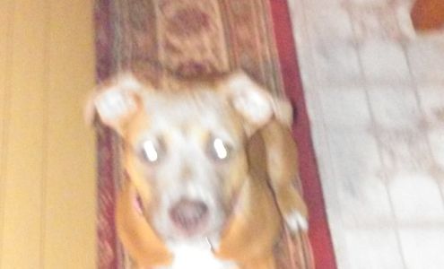 Alberts Specialty Roofing