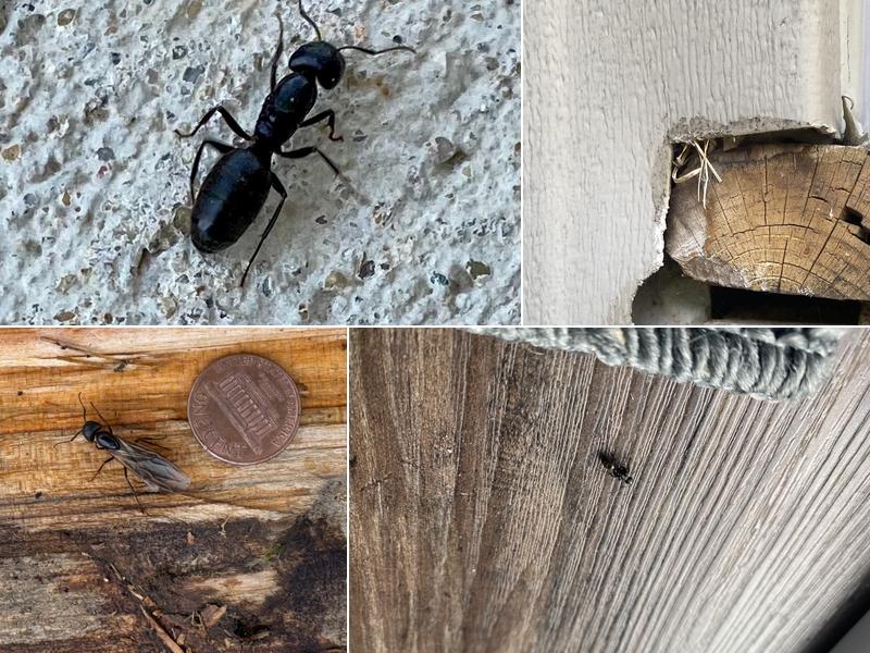 Stewart Pest Solutions