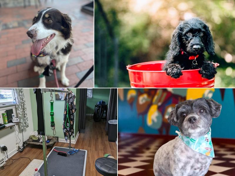 Bark All About It Dog And Cat Spa