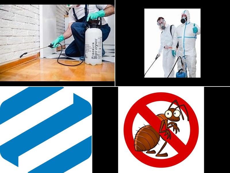 Greater Bay Area Termite