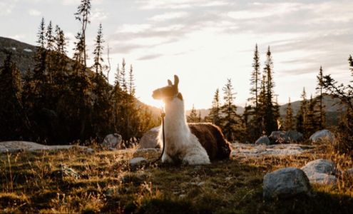 Llamas Unlimited LLC Powell