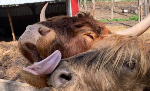 Hallman Lindsay Paints