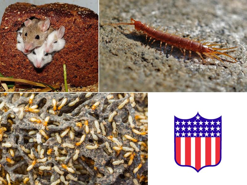 All American Pest Control