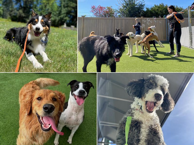 A Dog’s Best Friend Doggy Daycare & Training
