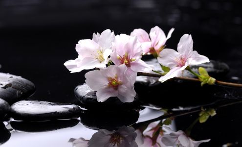 Charitie C. Quoss, LMT Massage Therapy Practice