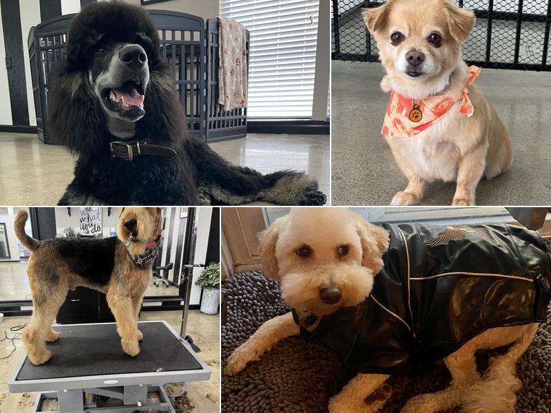 Above & Beyond Pet Grooming