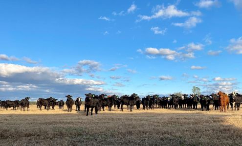 Quincey Cattle Company Chiefland