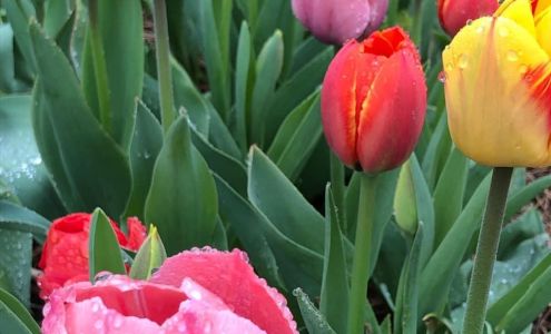 Westkill Farm / Florist 150 W Kill Rd, Jefferson New York 12093