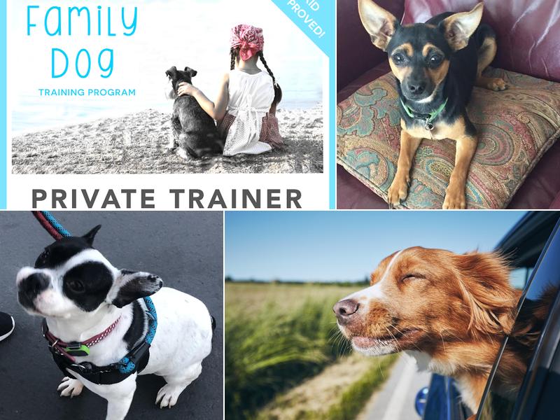 Understanding Dog Training