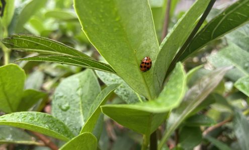 LydyBug Pest Control 11261 Narcoossee Rd, Orlando Florida 32832