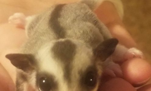 Sweet Sugars Poolville