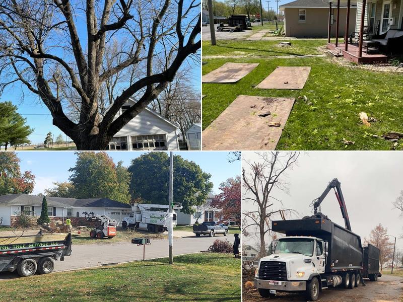 Capitol tree service LLC