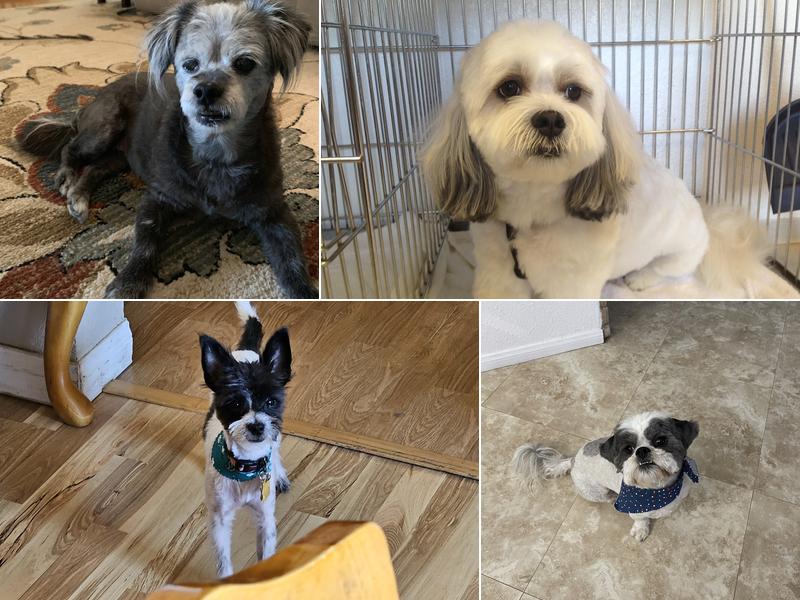 A Pick of the Litter Pet Salon