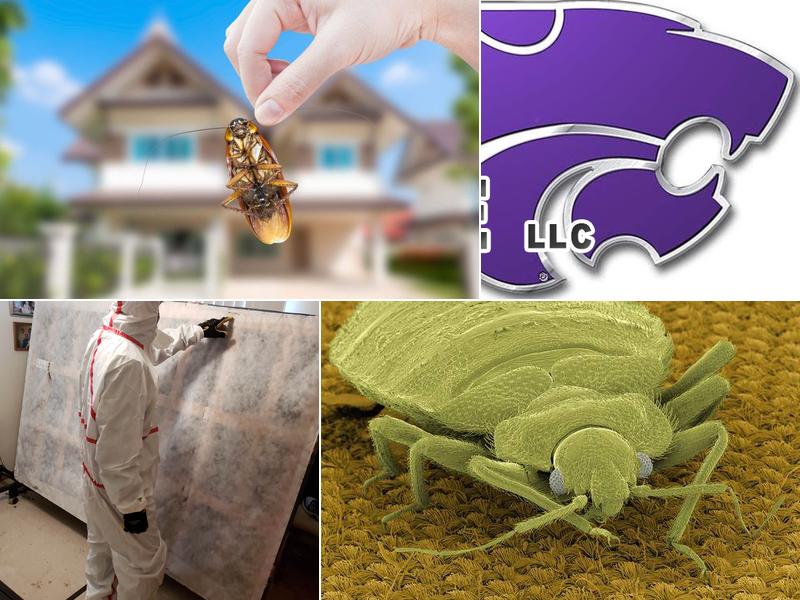 Wildcat Pest & Wildlife