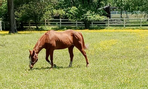 Normandy Horse Farms Washington Crossing