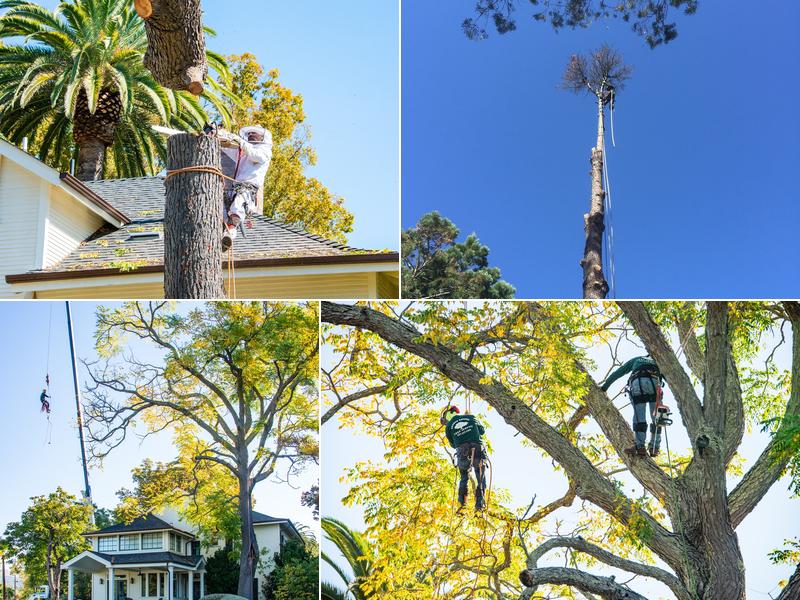 Second Nature Tree Service