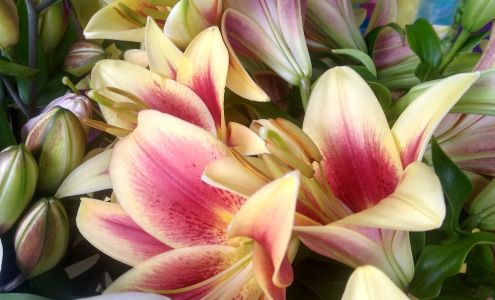 Terre à Terre Farm Claudville