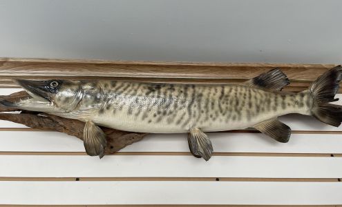 O'Donnell's Docks Jones