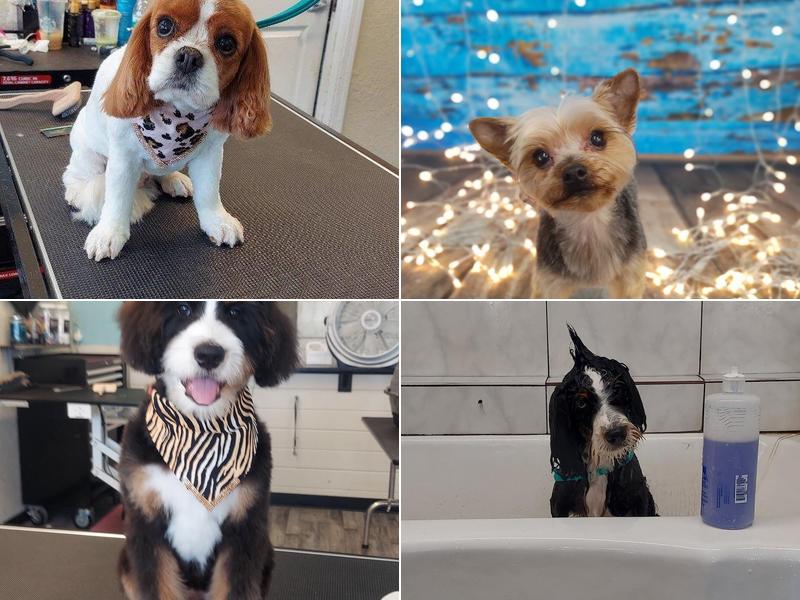 2 the T pet grooming