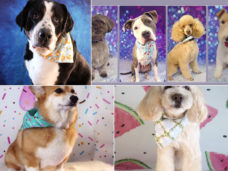 Spike Dog Grooming and Boutique, LLP