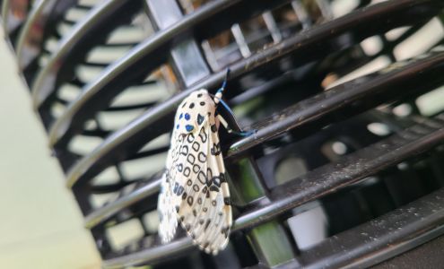 Bald Ridge Outdoors Van Buren