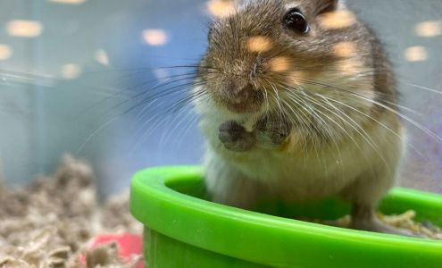 Pet Depot Scottsboro