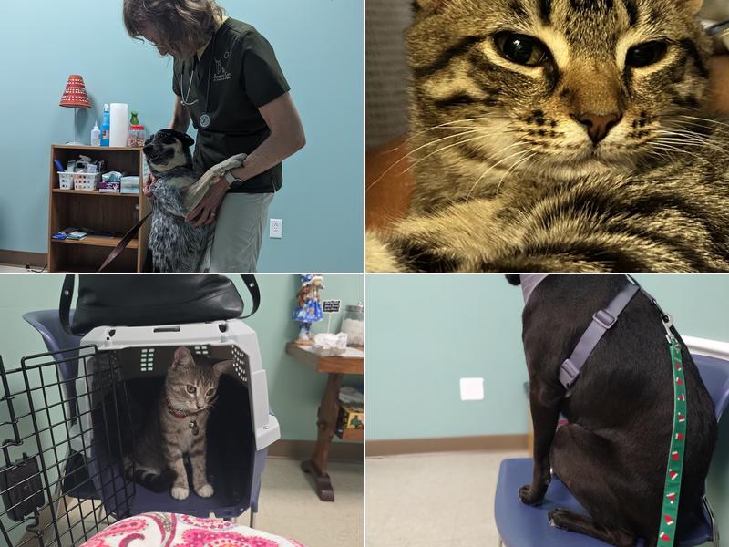 Shepherd's Care Veterinary Services, LLC