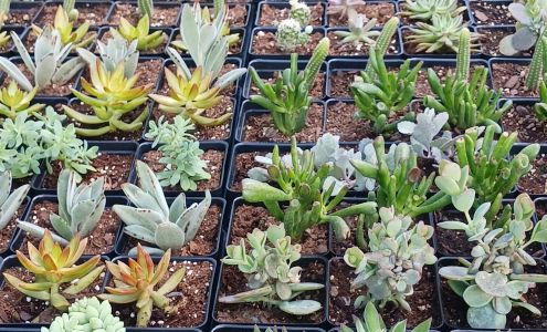 Ramer Greenhouses South Gorin