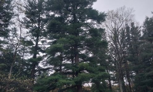 Topless Tree Service LLC