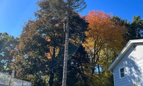 Lobas Tree Service LLC 8 Cedar Ridge Dr, New Ipswich New Hampshire 03071