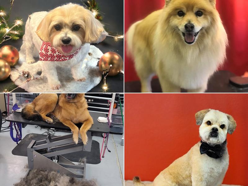 Perfect Pawz Pet Spa