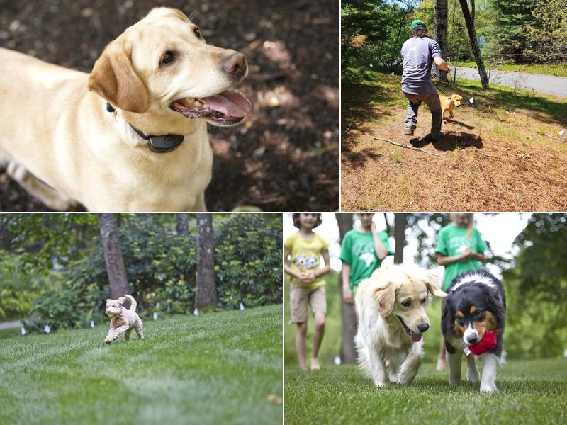 DogWatch of Cape Cod